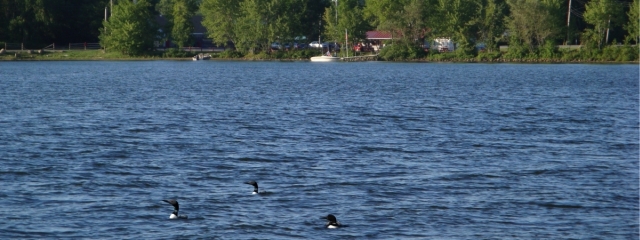 maine loons swimming in lake